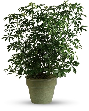 Umbrella Plant (Schefflera Arboricola) Plant