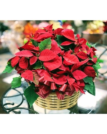 Joyous Poinsettias Centerpiece