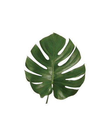 Monstera Leaf Plant