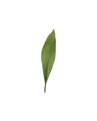 Aspidistra Plant