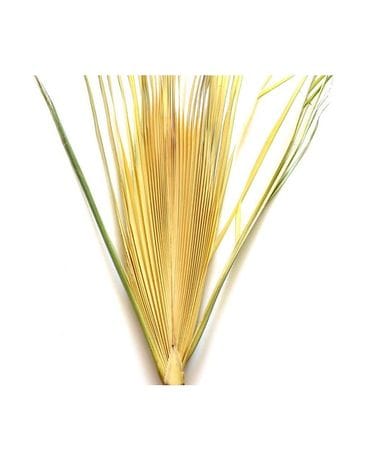Palm Stalks Plant