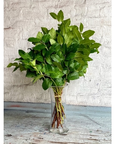 Lemony Lemon Leaf Bundle Plant