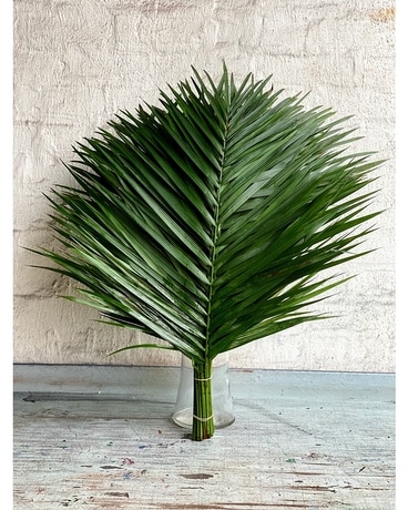 Terrific TeePee Palm Bundle Plant