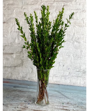 The Aromatic Myrtle Bundle Plant