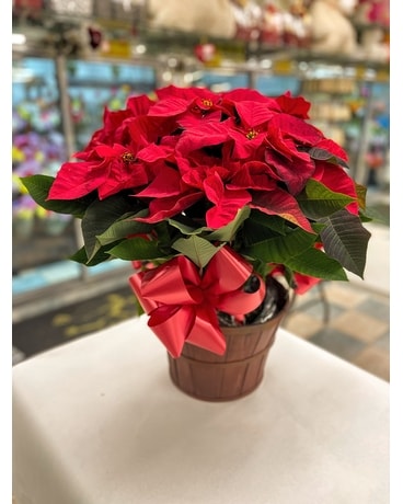 Red Poinsettia Plant Plant
