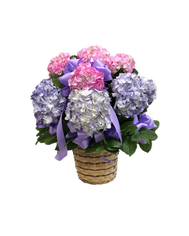 Same Day Plant Delivery Brooklyn Ny Marine Florists Cut Hydrangeas In Basket