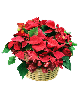Joyous Poinsettias Centerpiece Plant