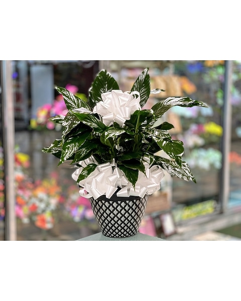 peace lily without flowers Peace Lily – Hey Rooted main image 0