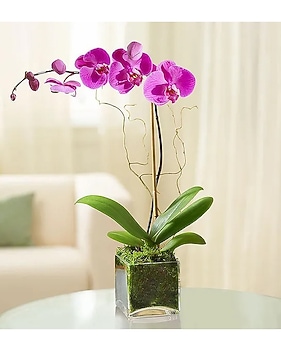 Orchid Plants Delivery Brooklyn NY - Marine Florists