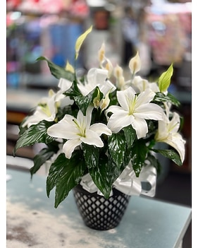 Same-Day Plant Delivery Brooklyn NY - Marine Florists