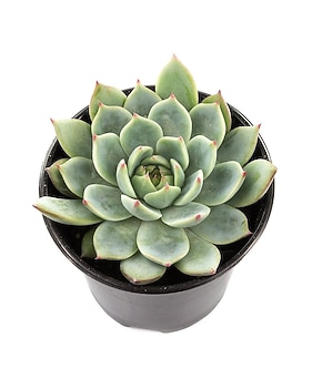 6 planter pots Flared Planter Set of 6 in Blue and White Mix