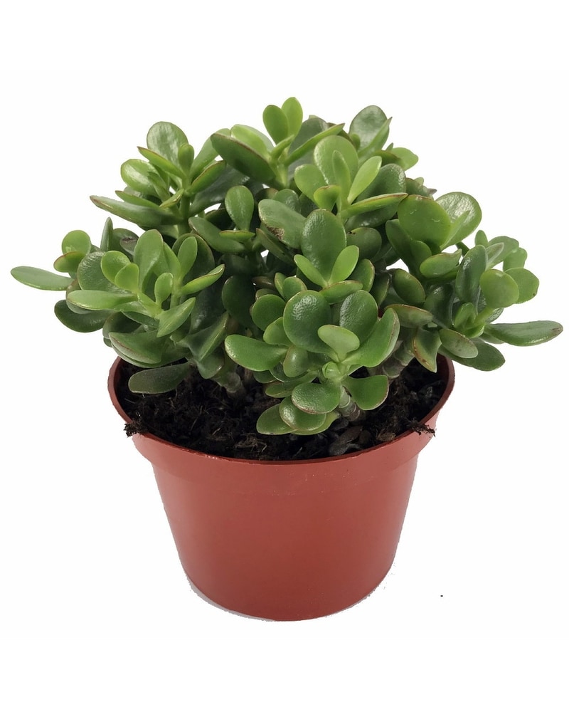 Marine Florists Jade Plant