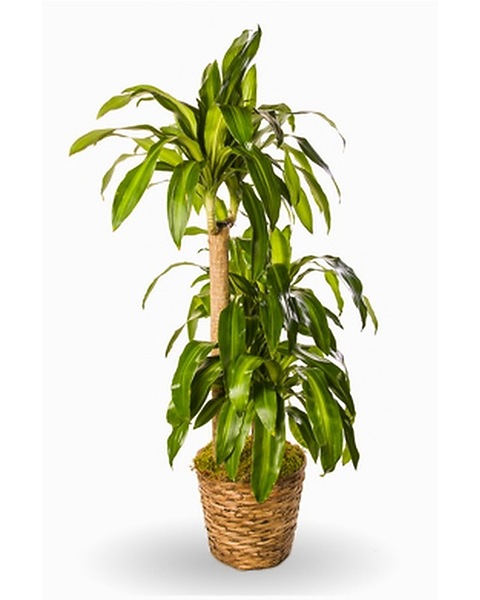 Dracaena Corn Plant in Brooklyn NY - Marine Florists