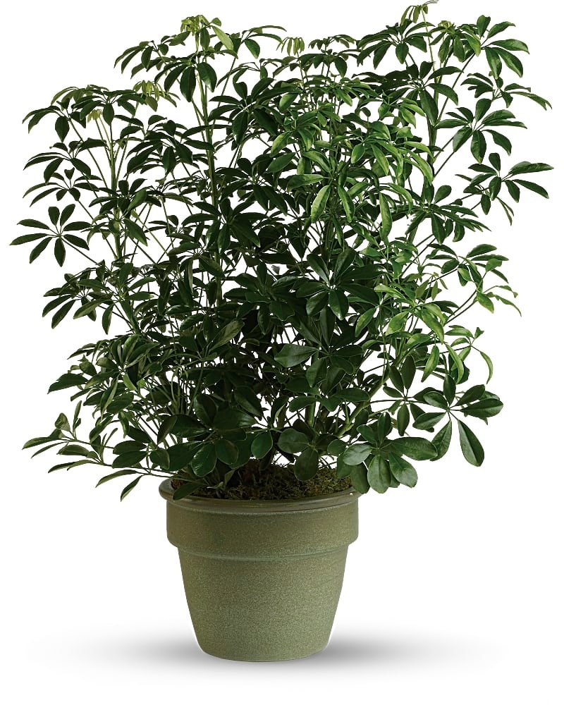 Marine Florists Umbrella Plant
