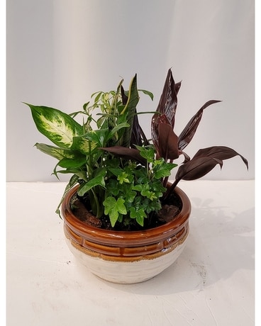 Dish Garden Plant