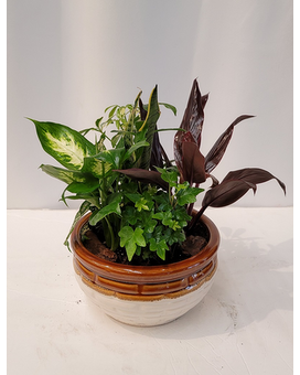 Dish Garden Plant