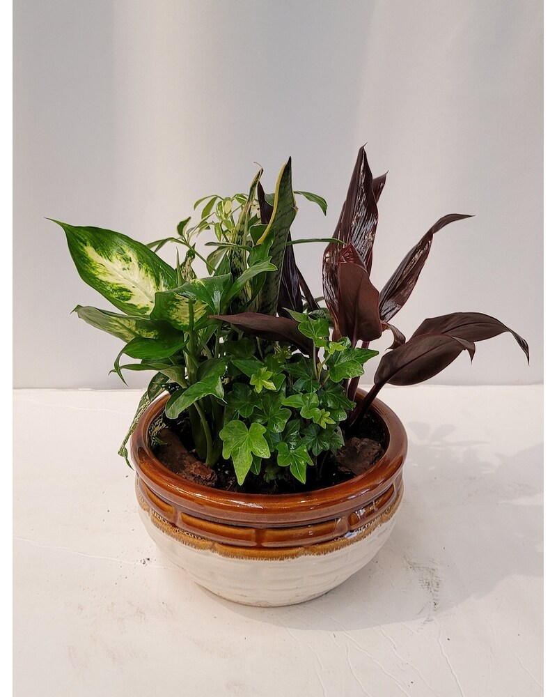 Plants Delivery Bayonne NJ - Sacalis Florist