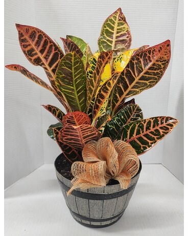 Fall Croton Plant Plant