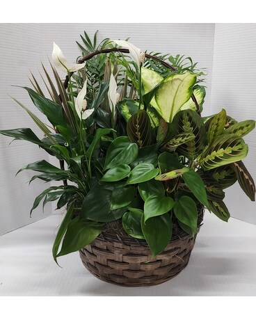 Green Garden Basket Plant