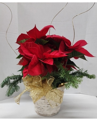 Sugar Plum Poinsettia Flower Arrangement