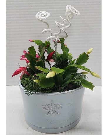 Charming Christmas Cactus Garden Flower Arrangement