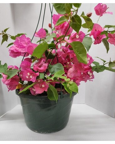 Bougainvillea Plant Flower Arrangement