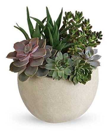 Desert Beauty Succulent Garden Flower Arrangement