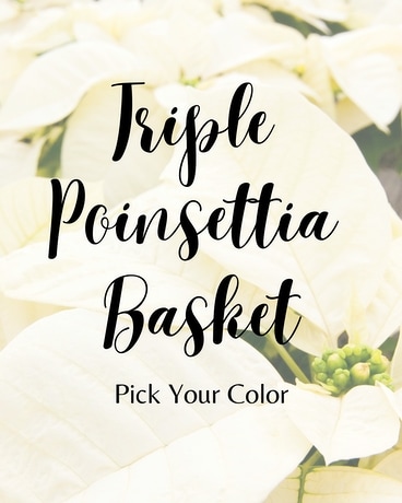 Triple Poinsettia Basket - Choose Your Color Flower Arrangement