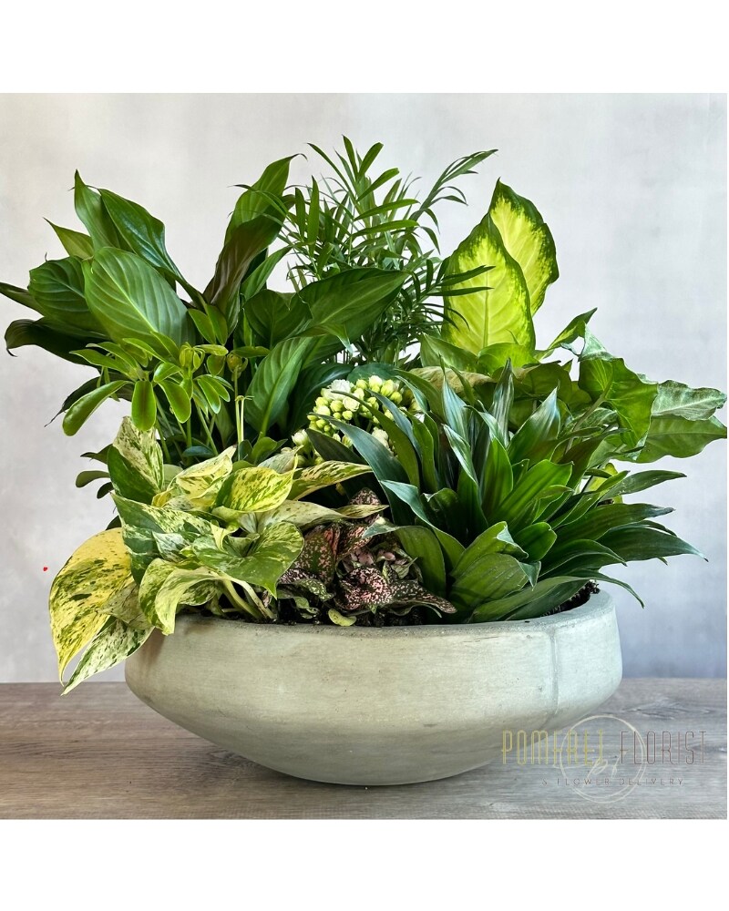 Newport Garden Deluxe in Somerset MA - Pomfret Florist & Flower