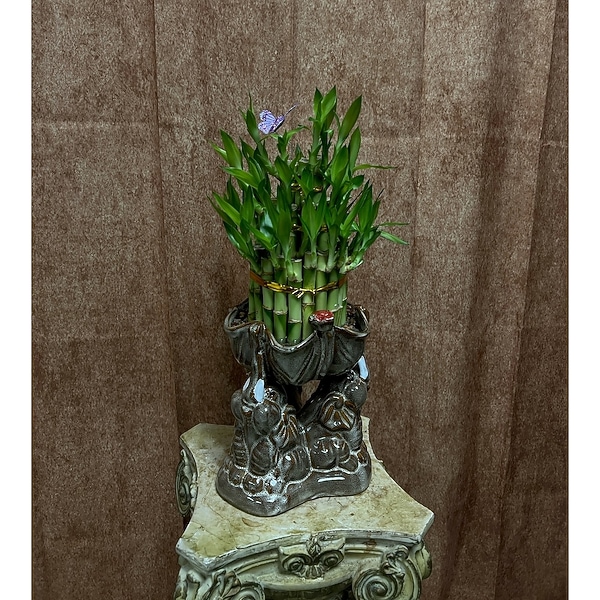 Lucky Bamboo Plant - VASE MAY VARY in Aurora CO - Diana's Flowers & Gifts