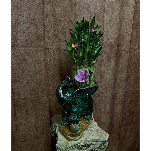 Lucky Bamboo Plant - VASE MAY VARY in Aurora CO - Diana's Flowers & Gifts