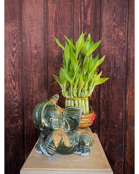 curly leaf plants Curly Boston Fern main image 0