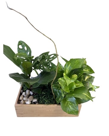 Dish Garden in bamboo Wooden box Flower Arrangement