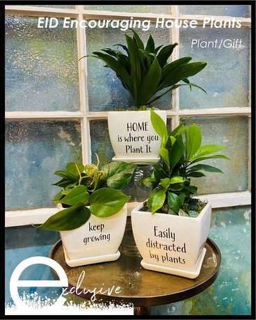 EID Encouraging House Plants Flower Arrangement