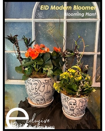 EID Modern Bloomer Plant