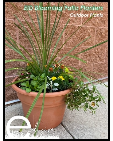 EID Blooming Patio Planters Plant
