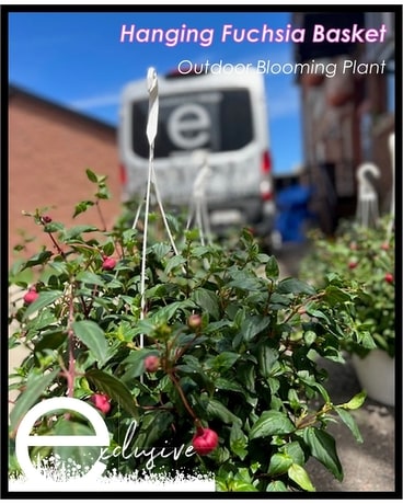 Hanging Fuchsia Basket Plant