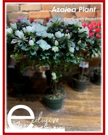 Azalea Plant Plant
