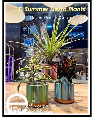 EID Summer Siesta Plant Collection Plant
