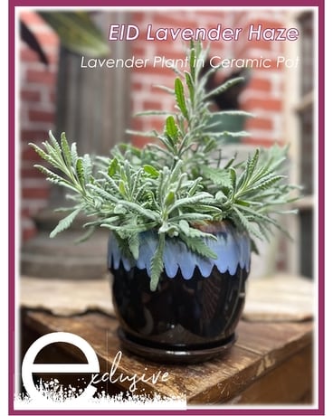 EID Lavender Haze Plant