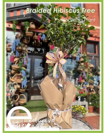 Braided Hibiscus Tree Plant