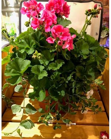 Blooming Patio Planter Plant