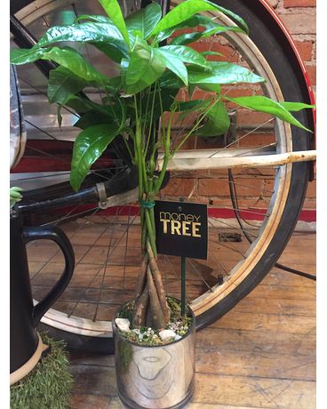 Money Tree Plant