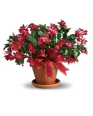 Christmas Cactus Plant