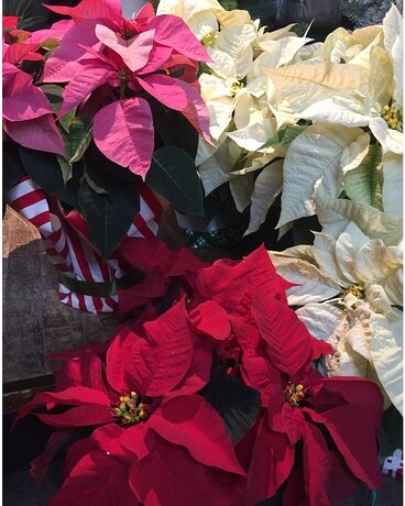Poinsettia Plant Plant