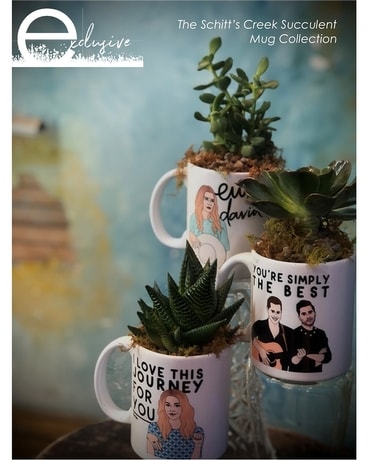 Schitt's Creek Succulent Mug Collection Plant