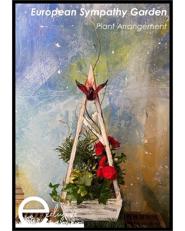 European Sympathy Garden Plant