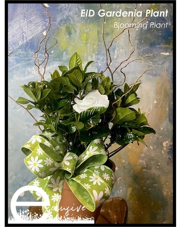 EID Gardenia Plant Plant