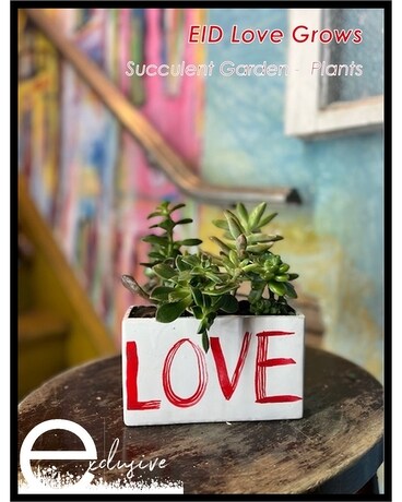 EID Love Grows Succulent Garden Plant
