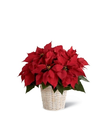 Small Red Poinsettia Flower Arrangement